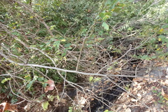 Dalbergia acaciifolia